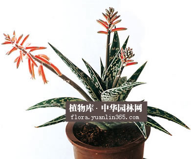 �仨��