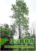 �촻
                               